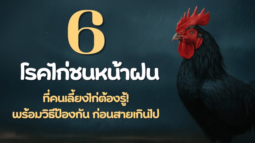 โรคไก่ชน