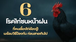 โรคไก่ชน